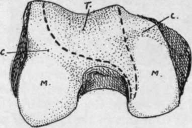 right femur. T. trochlear surface, for patella