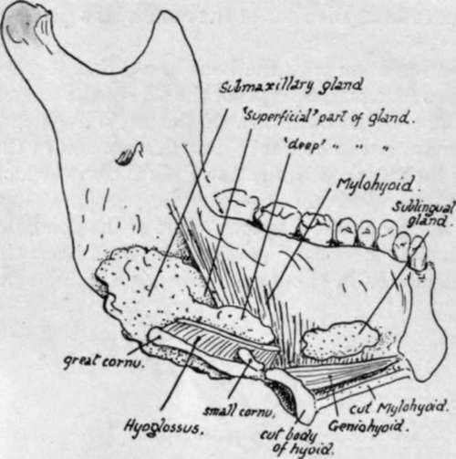 salivary glands of the floor of the mouth