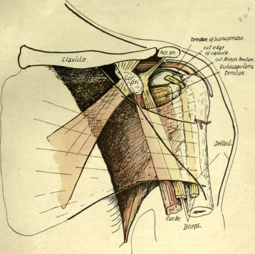 structures in the anterior humeral region