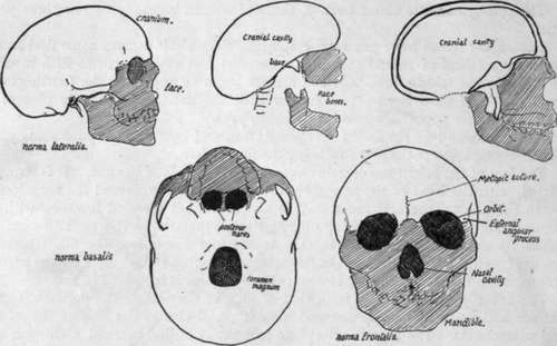 the facial skeleton