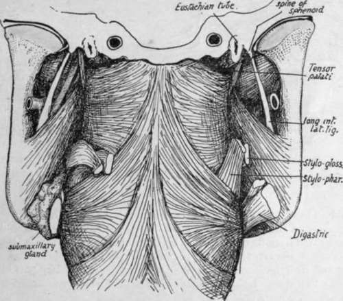 the lower jaw and its muscles