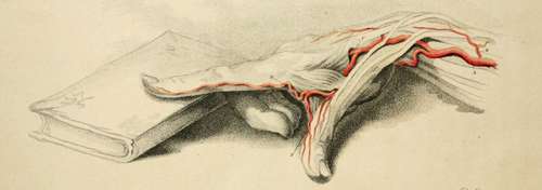 Arteries Of The Arm. Wrist