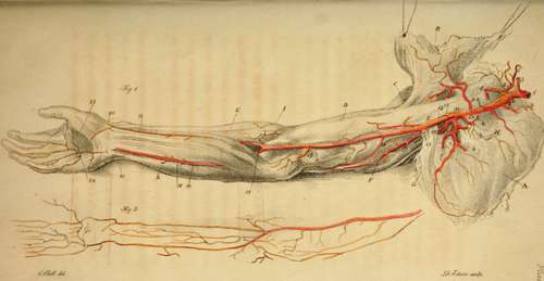 Arteries Of The Arm