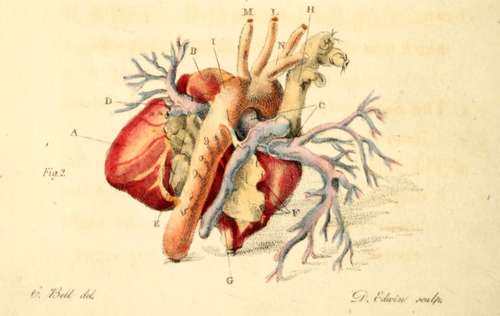 Back Arteries Of The Heart