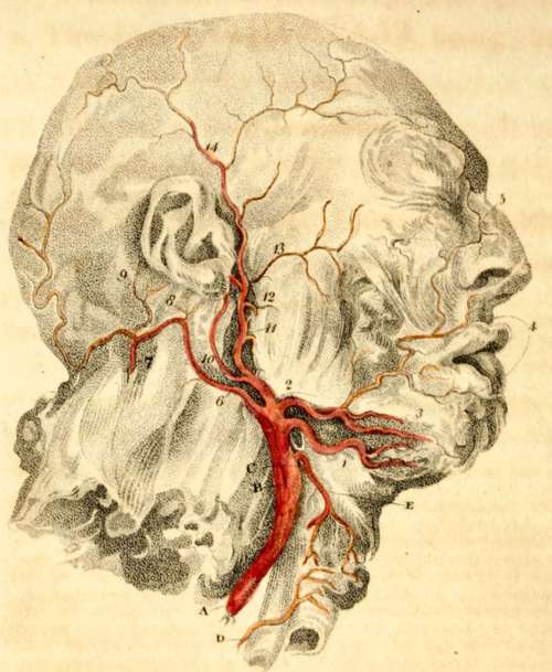 Carotid Artery