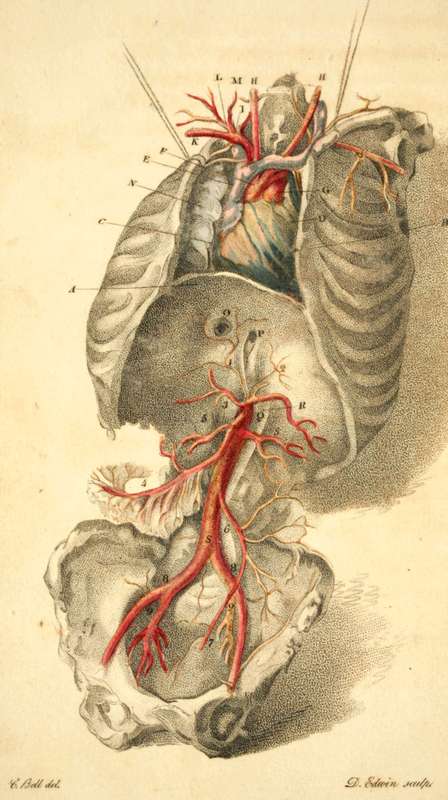 Diaphragm, The Heart, Abdominal Aorta