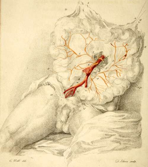 The Mesenteric Arteries
