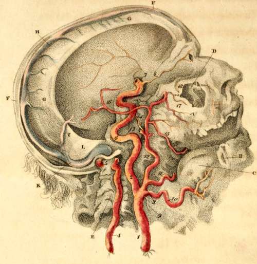 Vertical Section Of The Head