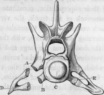 human cervical vertebra