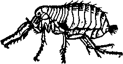 A flea which carries the germs of plague from the sick to the well.