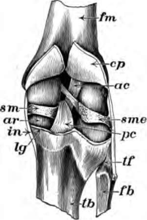 A knee joint cut open from behind to show the ligaments, cp, ligament cut off at lg.