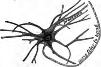 A nerve cell from the spinal cord. Much enlarged.