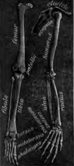 Bones of the leg at the left, and those of the arm at the right.