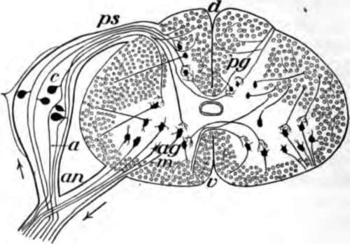 Diagram of a slice across the spinal cord.