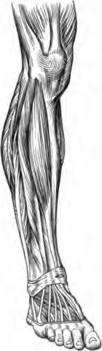 Muscles of the leg showing how they pass into tendons at the ankle.