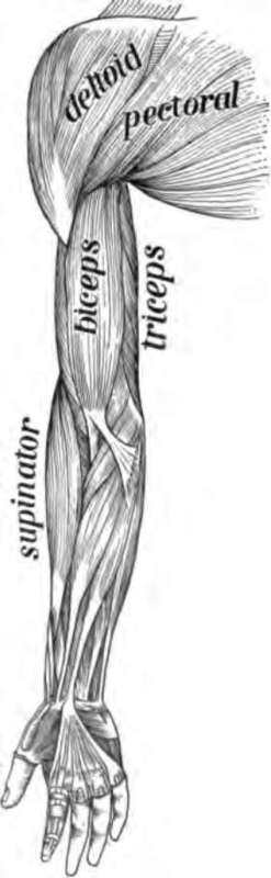 Muscles on the front of the arm. Note the white cords, the tendons at the wrist.