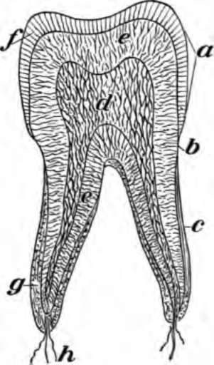 Section through a tooth, a, crown; b, neck.