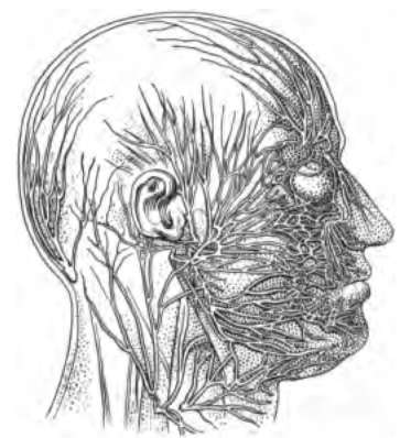 Some of the nerves of the face.