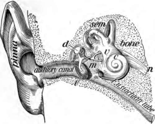 The ear. m, middle ear; d, bone of the middle ear.