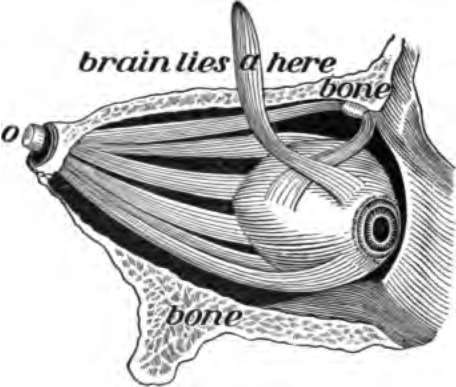 The eye with its muscles. The side of the skull is cut away, o, the nerve of sight.