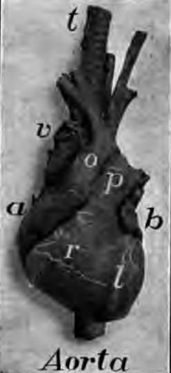 The heart from in front, a, right auricle; b, left auricle.