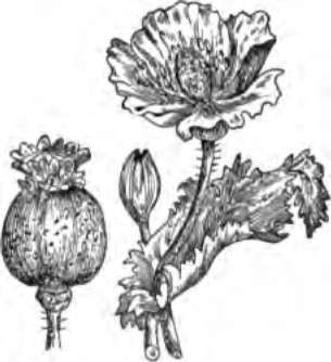 The opium plant.