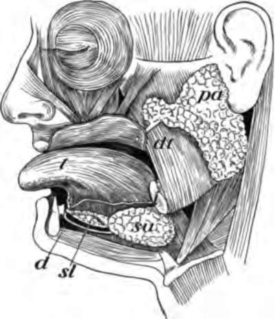 The salivary glands, pa, 8U, and sl; t, tongue; d, ducts opening into mouth.