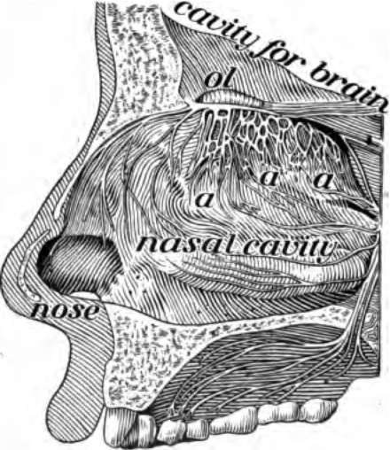 The side of the nose has been cut away to show a, the ending of the nerve of smell.