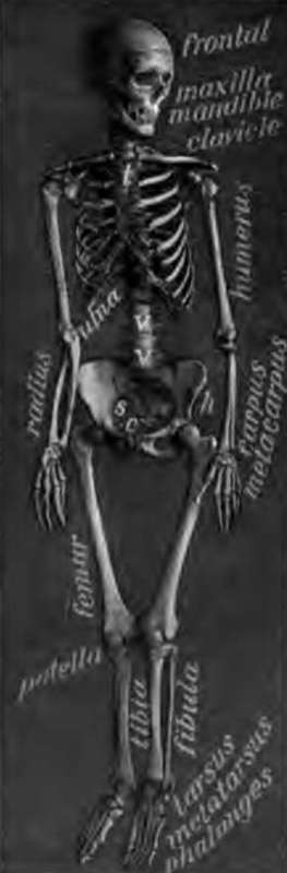 The skeleton, t, breastbone; v, vertebrae; h, hip bone. From a photograph.