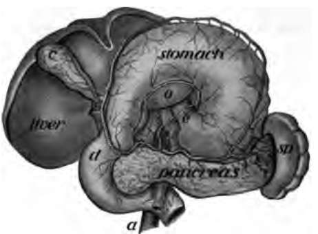 The stomach pulled upward to show the pancreas; d, intestine; sp, spleen; c, gall bladder.