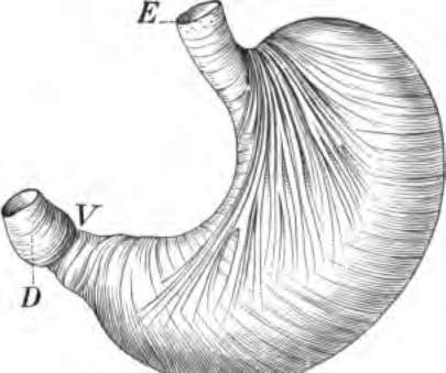 The stomach showing the muscles which churn the food.