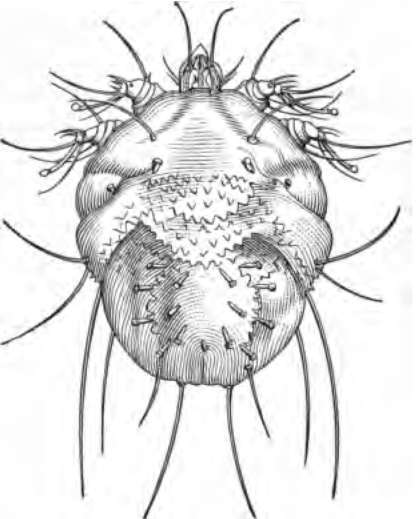 The tiny spider which causes the itch when living in the skin. Much enlarged.