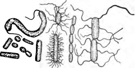 Useful bacteria which change dead matter into food for the grass, wheat and corn.