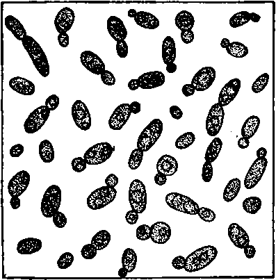 Yeast plants much enlarged. Note the bud at the end in several plants about to form a new plant.