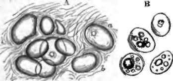 Adipose Tissue.