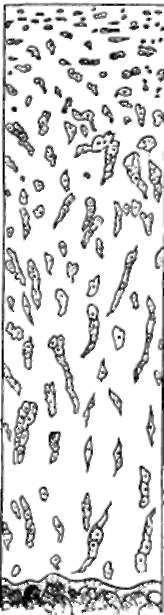Articular Cartilage. Vertical Section.