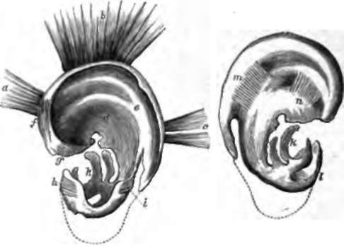 Cartilage and Muscles of External Ear. A, Outer aspect.