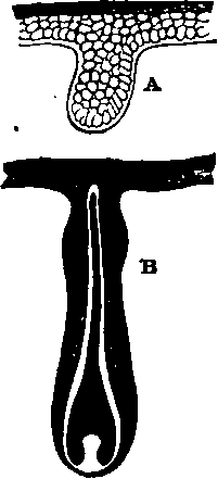 Development of a Hair. A, Downward growth of epidermis.