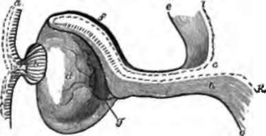 Development of the Eye, a diagram, a, Cuticular epithelium.