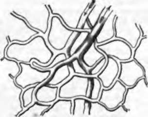 Diagram of Capillary Network, with termination of an Artery and commencement of a Vein.