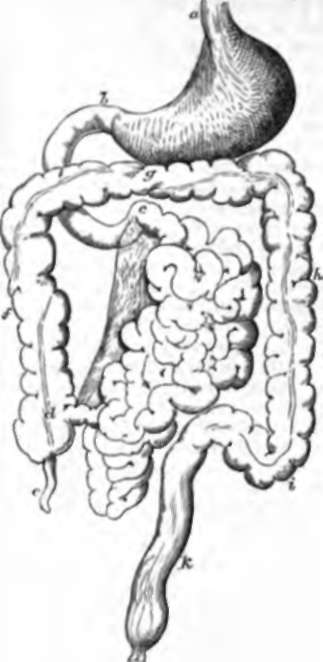 Digestive Tube.