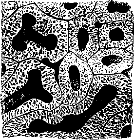 Duck's Lung; section, magnified twenty diameters.