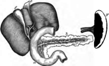 Duodenum, Pancreas, Liver, and Spleen. a.