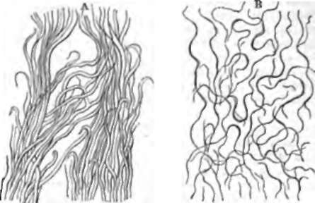 Elastic Tissue. A, From ligamentum nuch of sheep. B, From pleural surface of lung.