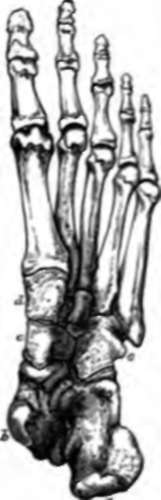 Foot from below, a, calcaneum; b, astralagus; c, scaphoid; d, internal cuneiform; e, cuboid.