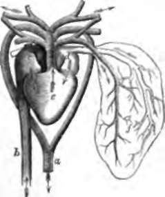 Heart and Great Vessels of Frog, a, Aorta.