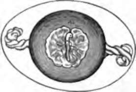 Hen's Ego, showing chalazae, and embryo of three days incubation, with area vasculosa around it.