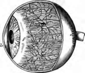 Human Eye enlarged, with part of the cornea and sclerotic removed.