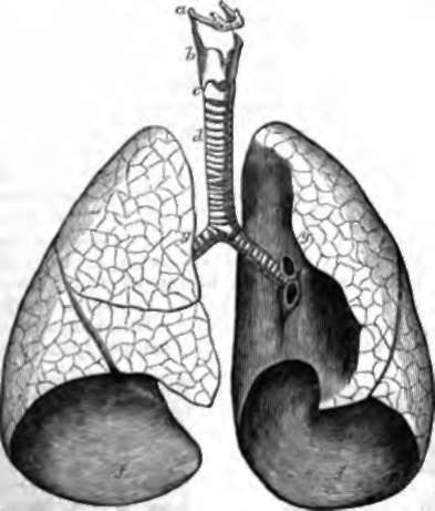 Human Windpipe and Lungs.