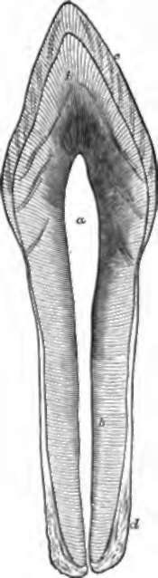 Incisor Tooth, vertical section, a, pulp cavity.
